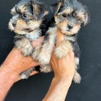 Cuccioli di Morkye (maltese x yorkshire)