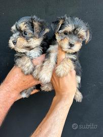 Cuccioli di Morkye (maltese x yorkshire)