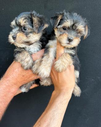 Cuccioli di Morkye (maltese x yorkshire)
