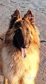 Pastore belga-t cucciolo