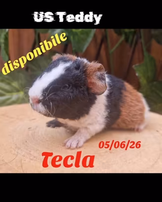 cavie di razza US teddy 