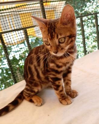 Gatti gattini Bengala Snow e Brown