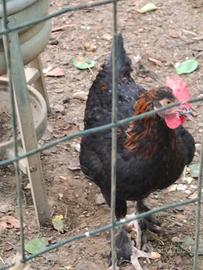 Galli Wyandotte e gallo marans