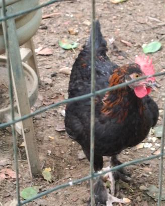 Galli Wyandotte e gallo marans