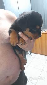 Rottweiler