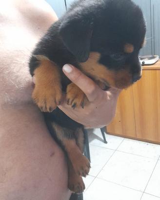 Rottweiler