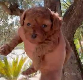 Barboncino Toy