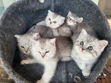 Cuccioli di SCOTTISH
