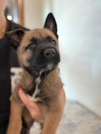 Malinois cucciolo