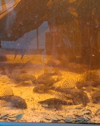 Pesci acquario Ancistrus vendita