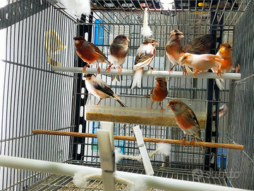 Canarini Arlecchino Portoghese