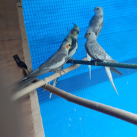 Calopsite e cocorite