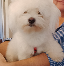 Cane Coton de Tulear per Accoppiamento