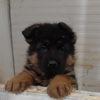 Cuccioli di pastore tedesco