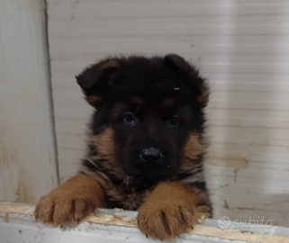 Cuccioli di pastore tedesco