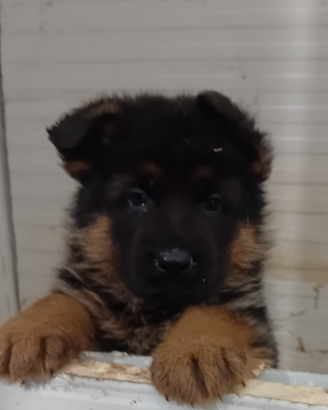 Cuccioli di pastore tedesco