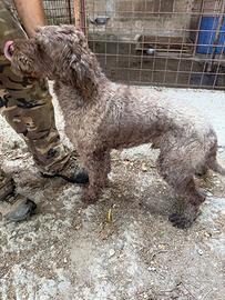 Cane da tartufo