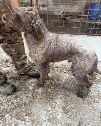 Cane da tartufo