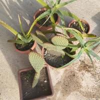 Cinque (5) vasi con piante grasse (Aloe/Opuntia)