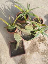 Cinque (5) vasi con piante grasse (Aloe/Opuntia)