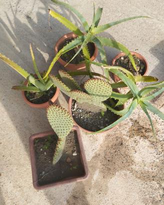 Cinque (5) vasi con piante grasse (Aloe/Opuntia)