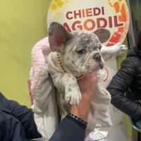 Buldog francese