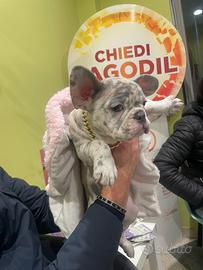 Buldog francese