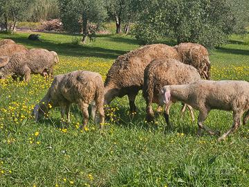 Pecore e agnelli