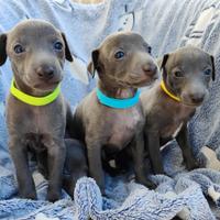 Cuccioli piccolo levriero italiano