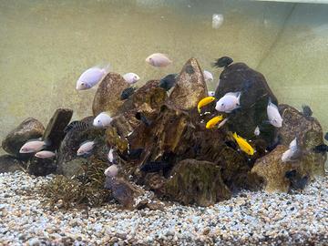 Ciclidi Acquario - Convict Rosa Bianco , Neri