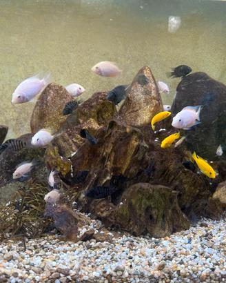 Ciclidi Acquario - Convict Rosa Bianco , Neri