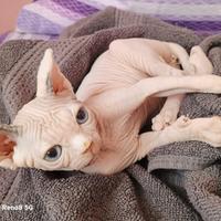 Cuccioli gatto Sphynx