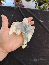 Cocorita allevata a mano