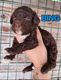 Disponibili cuccioli di lagotto con pedigree roi