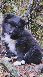 Cucciola border collie