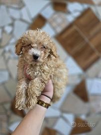 Maltipoo