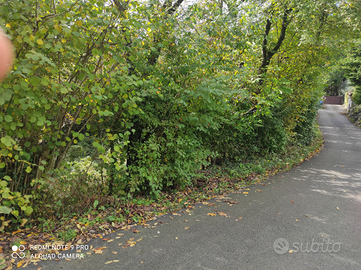 Terreno boschivo in località Ciser TV