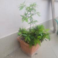 pianta alloro