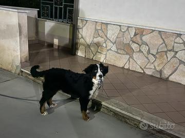 Bovaro del bernese