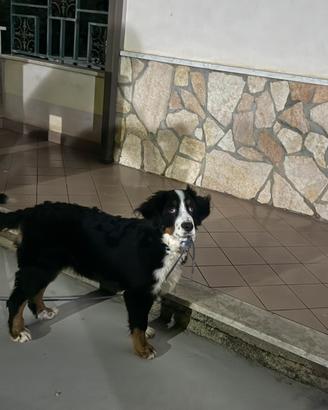 Bovaro del bernese