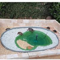 Laghetto per tartarughe piccole di acqua dolce