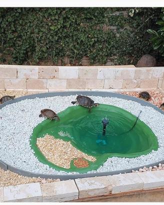 Laghetto per tartarughe piccole di acqua dolce