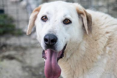 Leo mix maremmano retriever