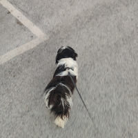 Cagnolina per accoppiamento