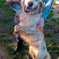Marley, setter inglese