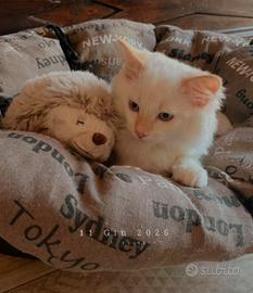 Ragdoll con pedigree