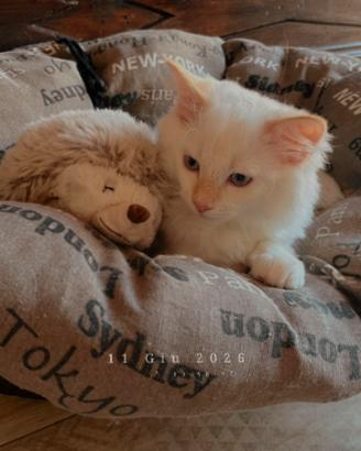 Ragdoll con pedigree