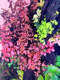 Ludwigia Mini Super Red 