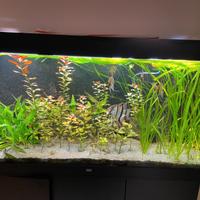 5 Vallisneria gigantea, pianta per acquario