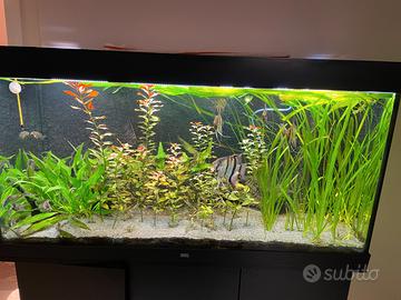 5 Vallisneria gigantea, pianta per acquario